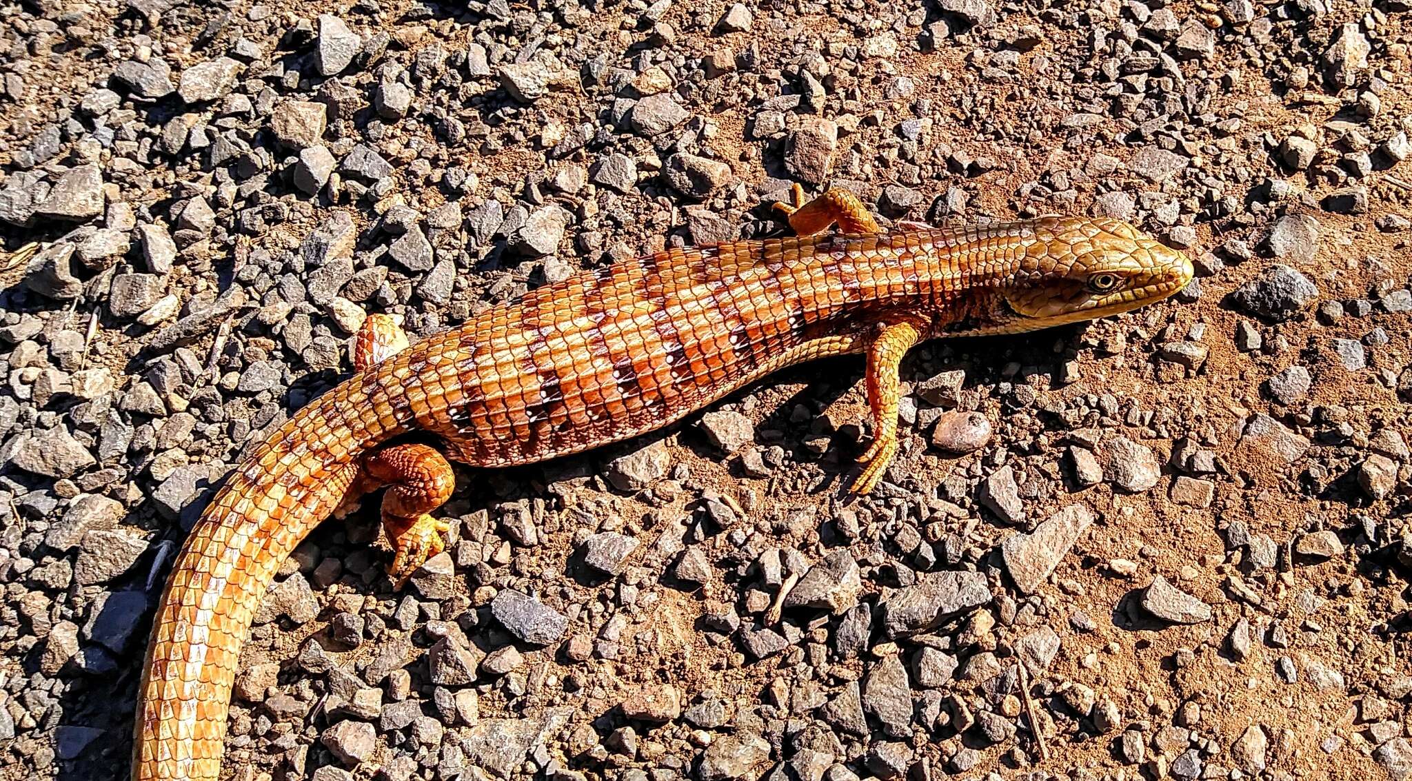 Image de Elgaria multicarinata scincicauda (Skilton 1849)