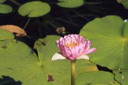 Image de Nymphaea violacea Lehm.