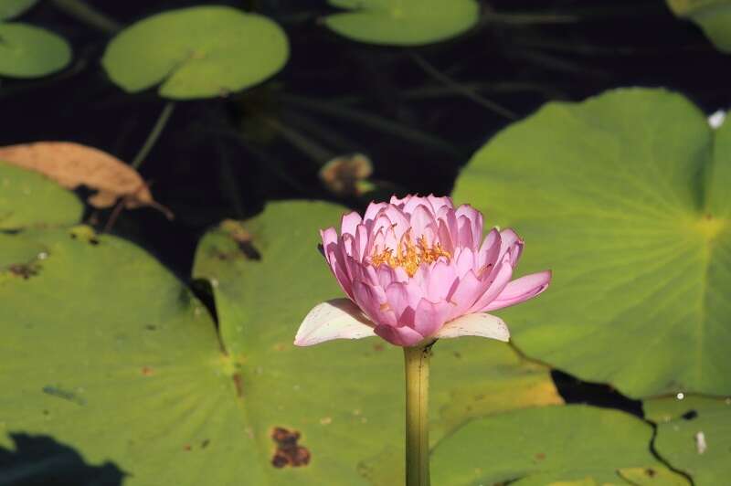 Imagem de Nymphaea violacea Lehm.