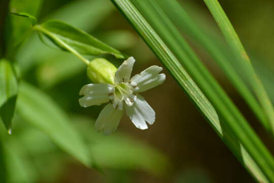 Слика од Silene nivea (Nutt.) Muhl.