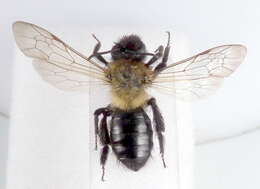 Image of Andrena limata Smith 1853
