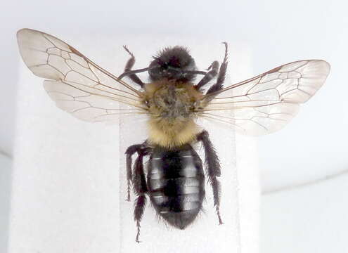 Image of Andrena limata Smith 1853