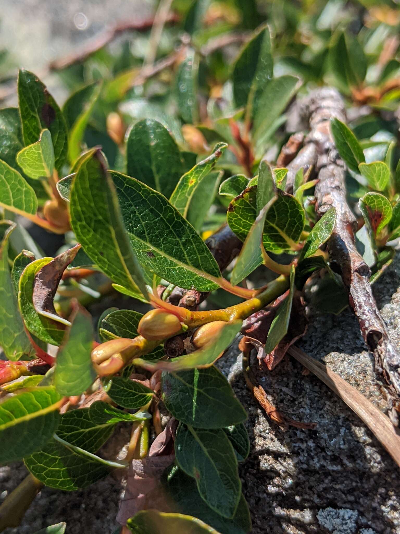 Image de Salix uva-ursi Pursh