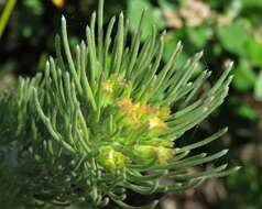 Image of Woolly Bush