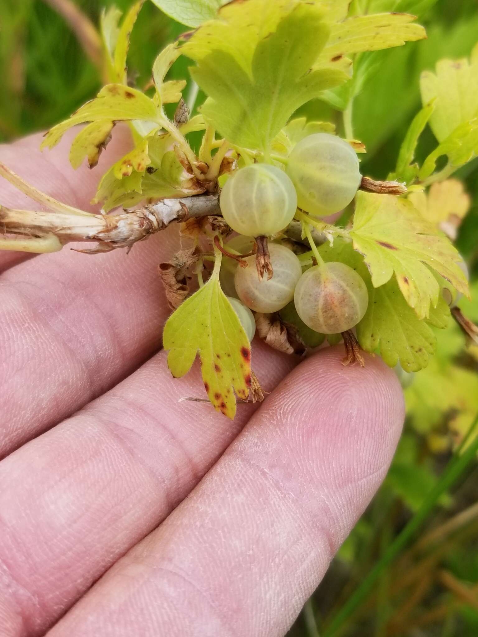 Image of hairystem gooseberry