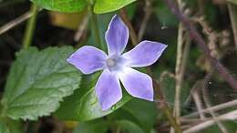 Image of Vinca difformis subsp. difformis