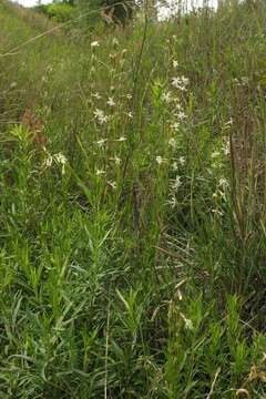 Image of Silene tatarica (L.) Pers.