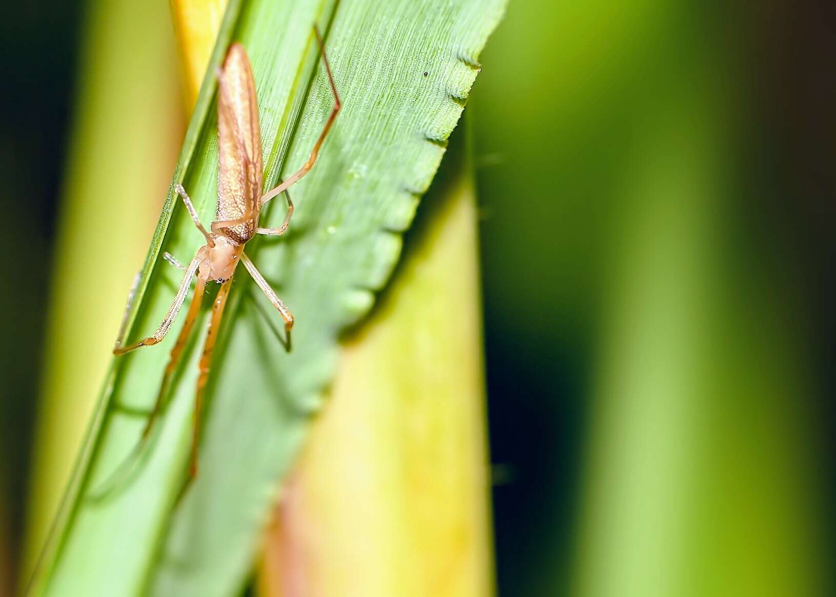 Image of Silver Longjawed Orbweaver