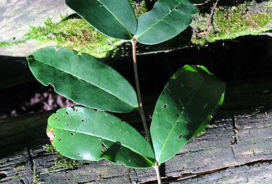 Image of Chionanthus foveolatus subsp. foveolatus