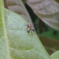 Image of Clubbed Treehopper