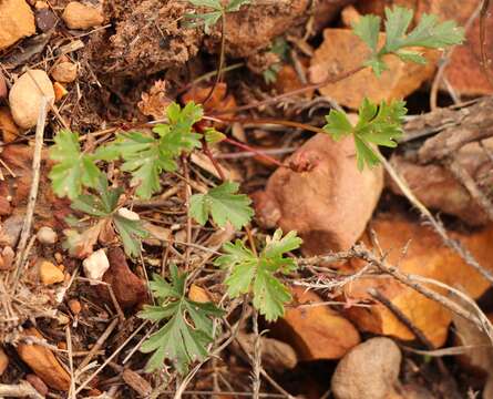 Image of Pelargonium ocellatum J. J. A. Van der Walt