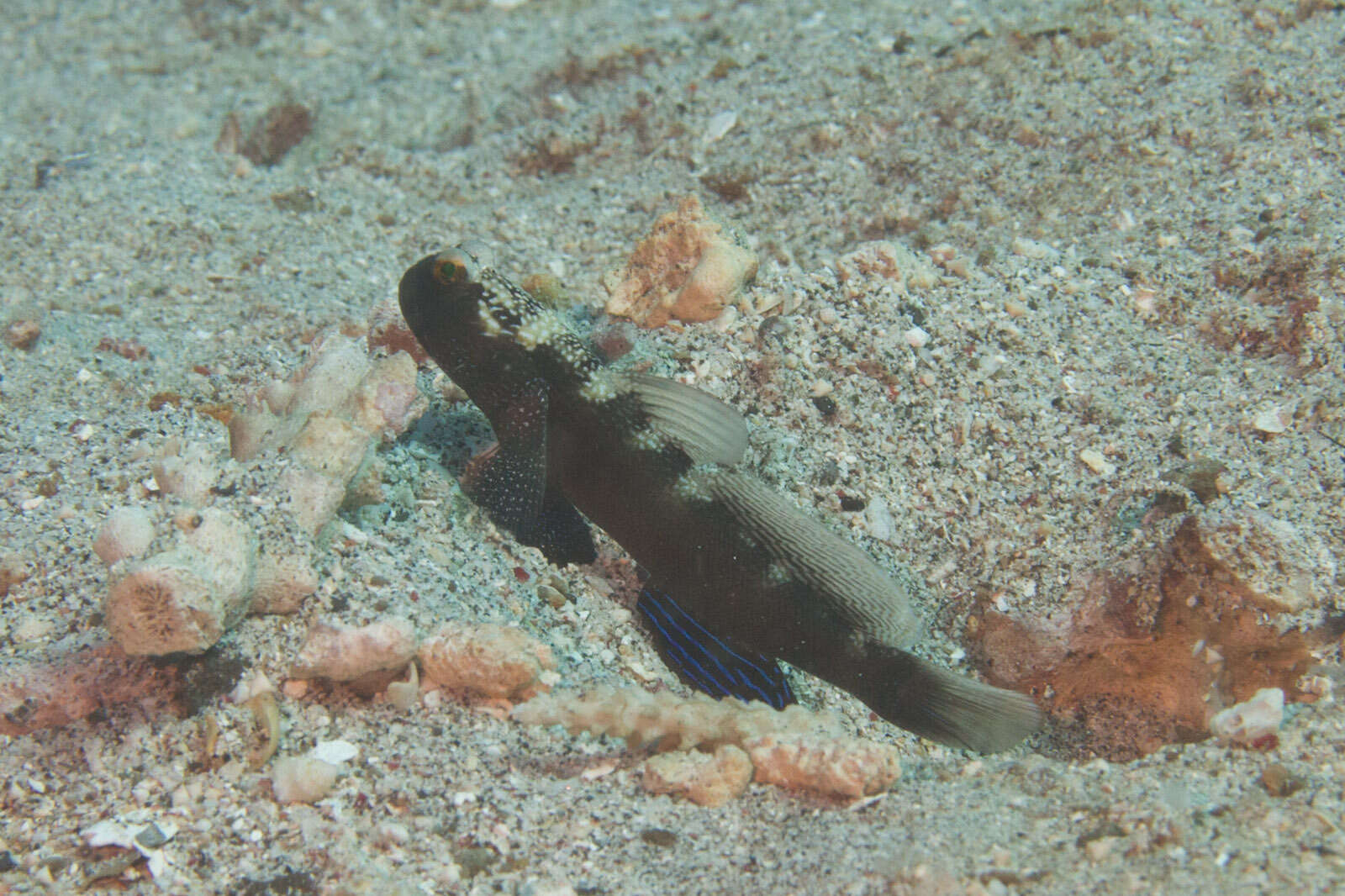 Image of Y-bar shrimp goby