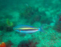 Image of Blue-faced whiptail