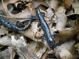 Image of Blue-spotted Salamander