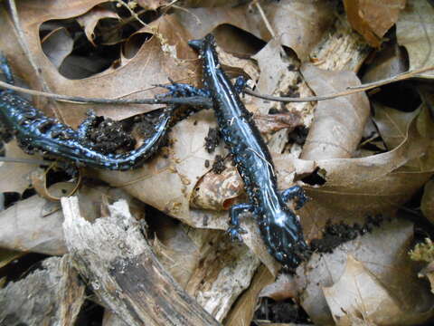 صورة Ambystoma laterale Hallowell 1856