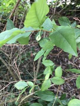 Imagem de <i>Lonicera purpusii</i>