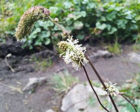 Imagem de Sanguisorba alpina Bunge