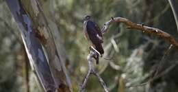 Image of Collared Sparrowhawk