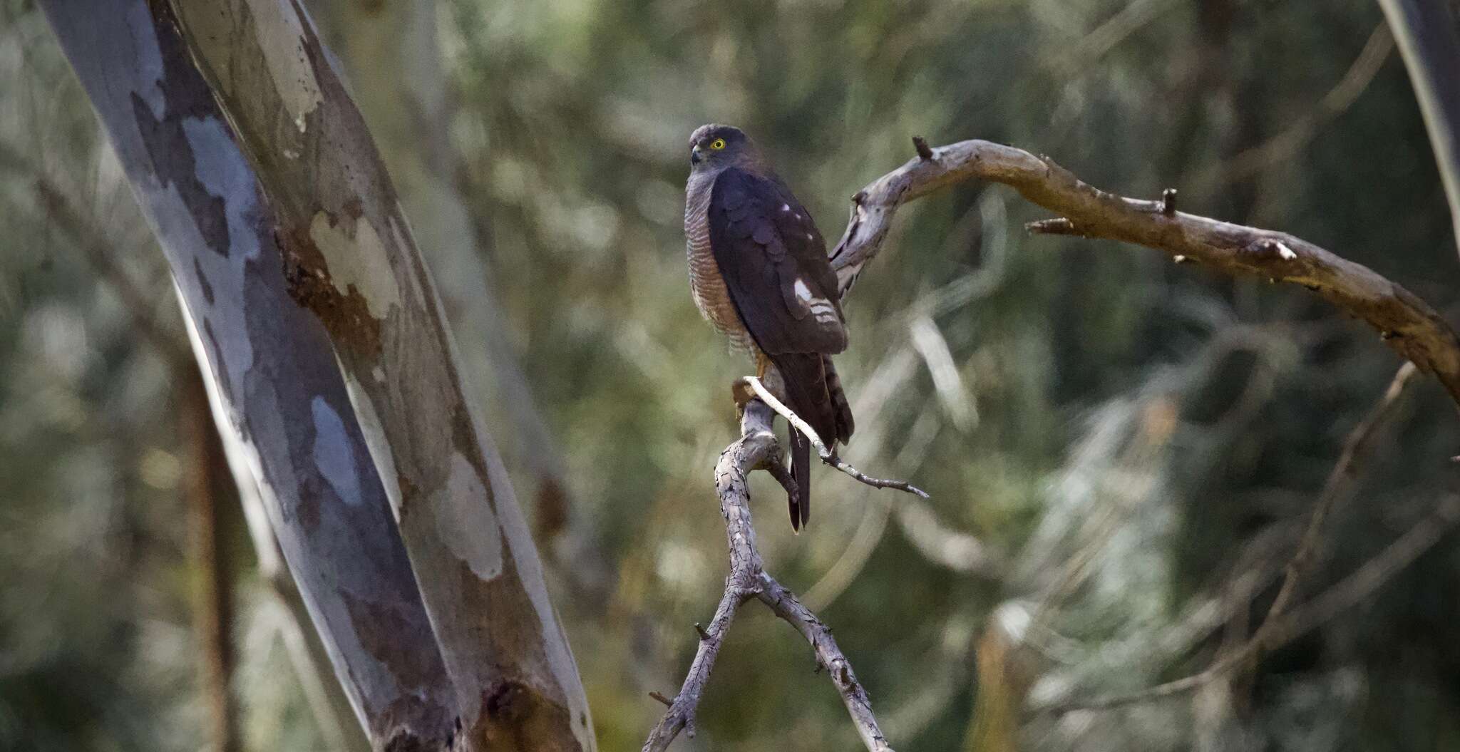 Image of Collared Sparrowhawk