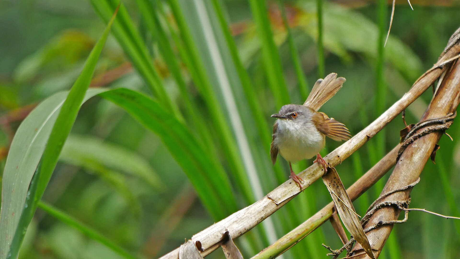 Image of Rufescent Prinia