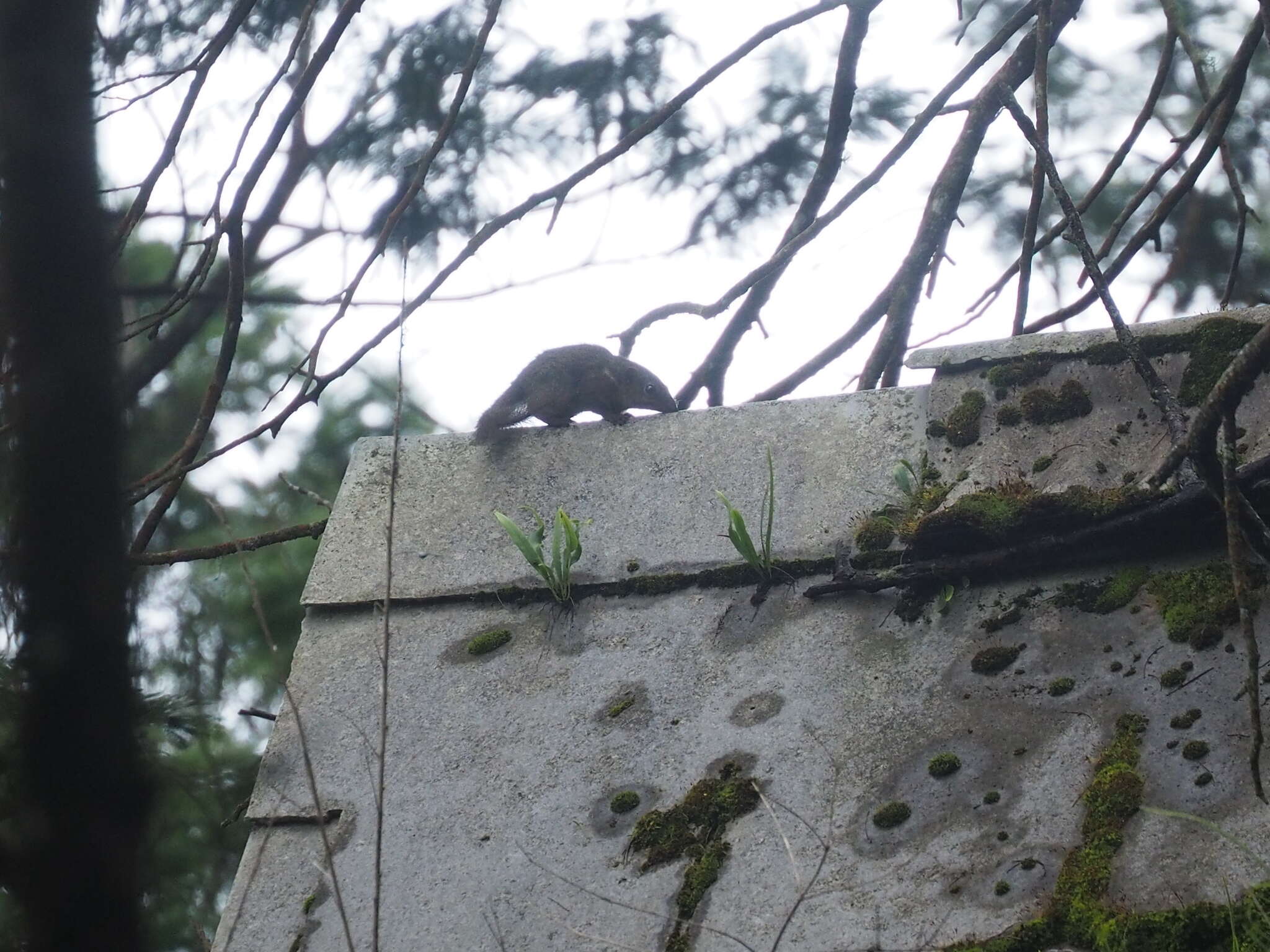 Image of Horsfield's Treeshrew