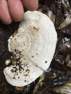 Image of Trametes vespacea (Pers.) Zmitr., Wasser & Ezhov 2012