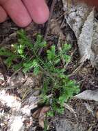 Image de Selaginella kraussiana (G. Kunze) A. Br.