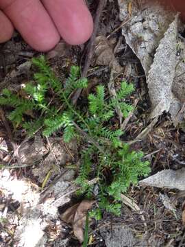 Image de Selaginella kraussiana (G. Kunze) A. Br.