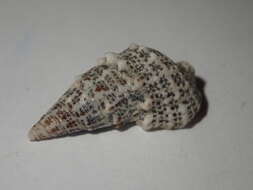 Sivun Cerithium litteratum (Born 1778) kuva