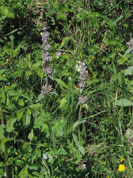 Imagem de Stachys cretica subsp. salviifolia (Ten.) Rech. fil.