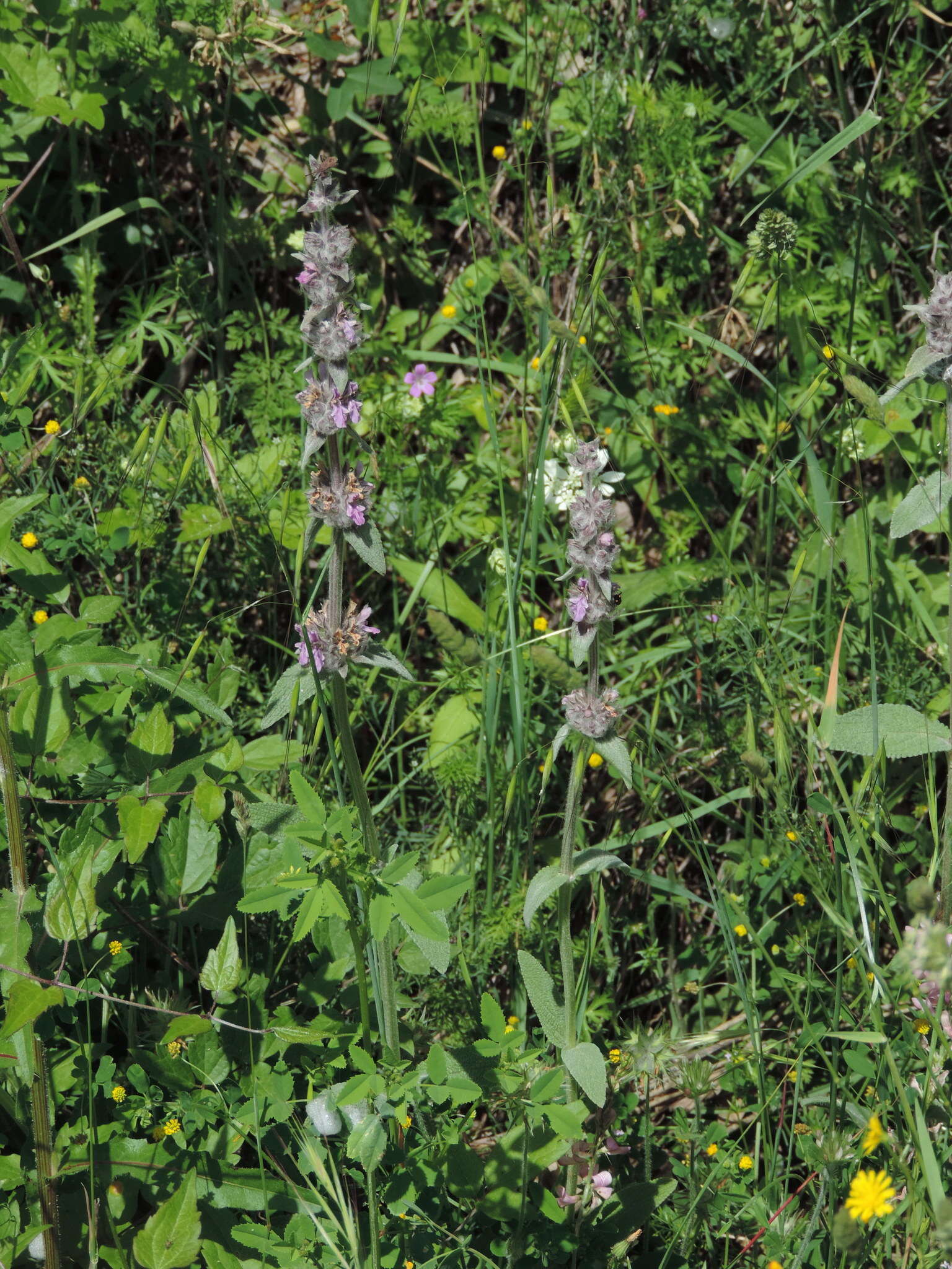 Image of Stachys cretica subsp. salviifolia (Ten.) Rech. fil.