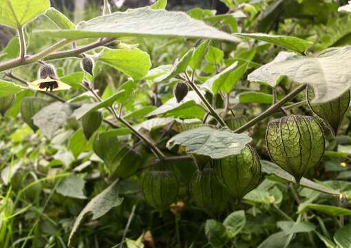 Image of Peruvian groundcherry