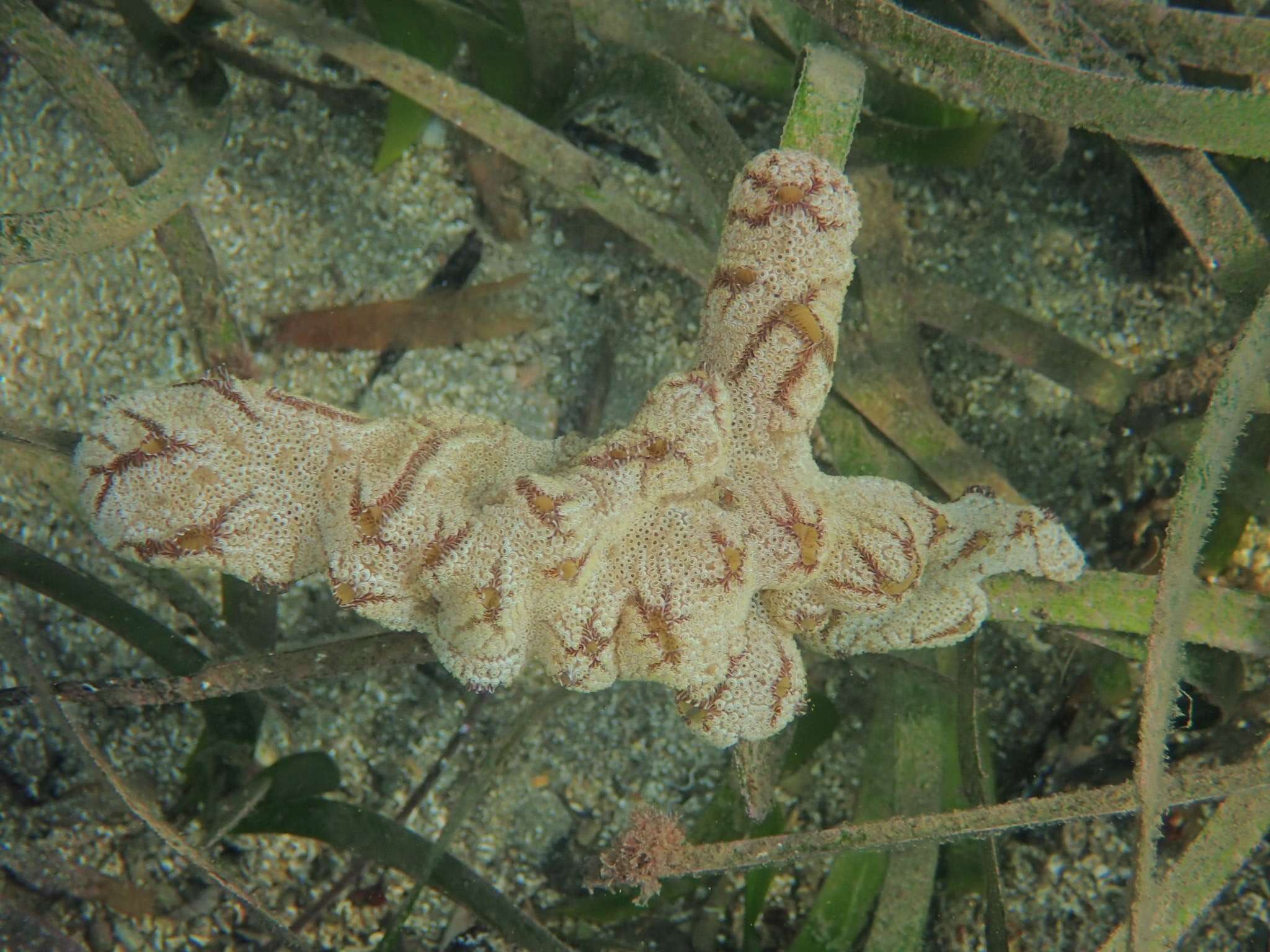 Image of Botrylloides anceps (Herdman 1891)