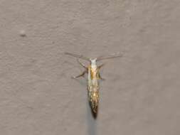 Imagem de Argyresthia freyella Walsingham 1890