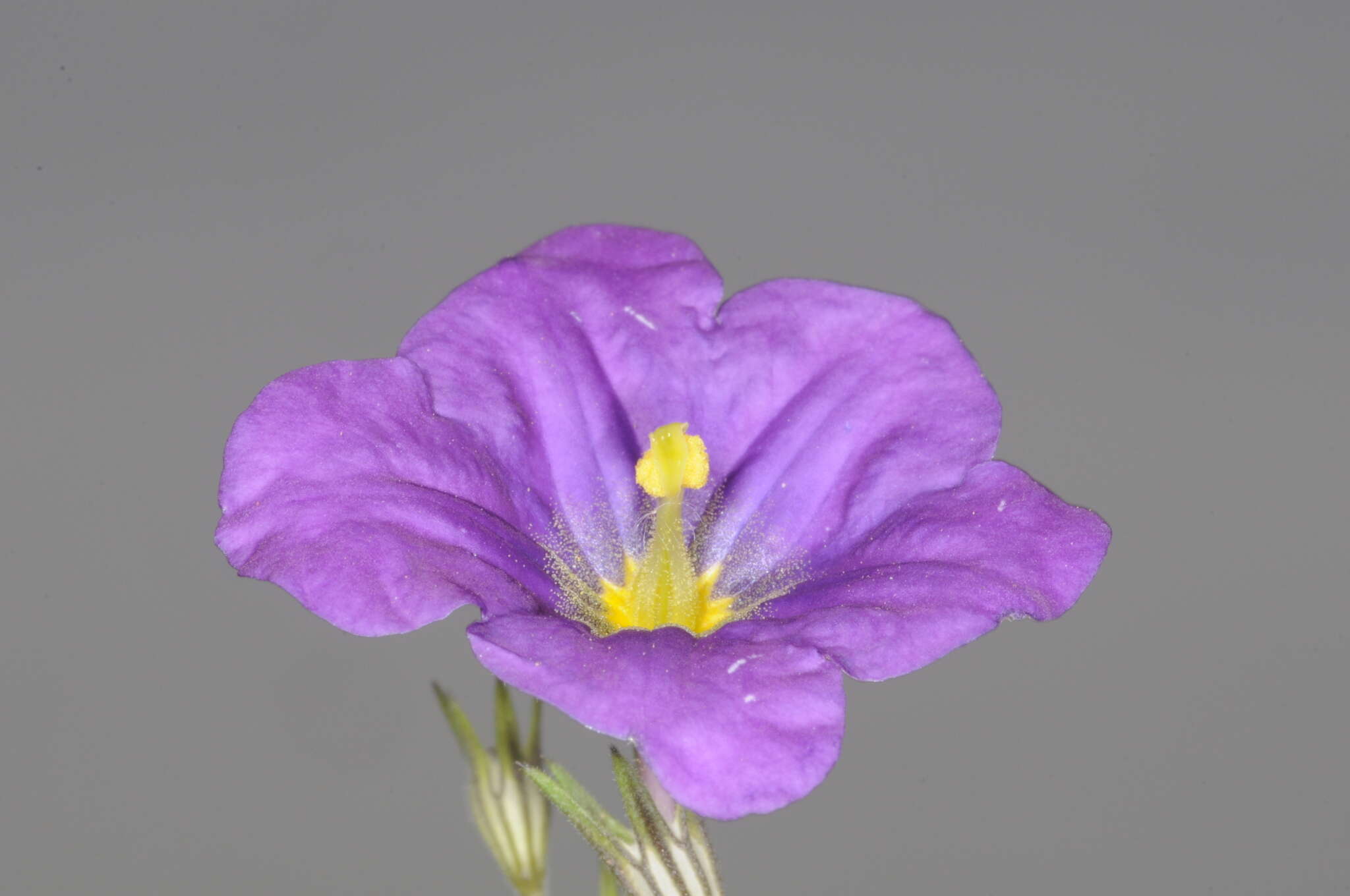 Image of Nierembergia linariifolia var. pampeana (Millán) A. A. Cocucci & A. T. Hunziker