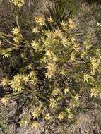 Image of Leucadendron stelligerum I. Williams