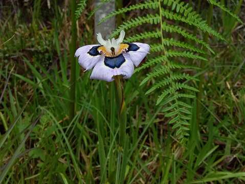 Image of Moraea villosa subsp. villosa