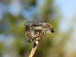 صورة Heteropogon currani Pritchard 1935