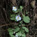 Image of Mazus alpinus Masam.