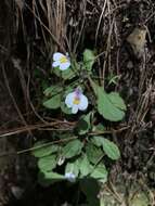 Image of Mazus alpinus Masam.