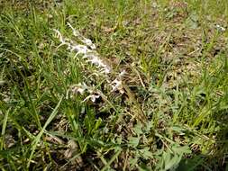 Image of Corydalis glaucescens Regel