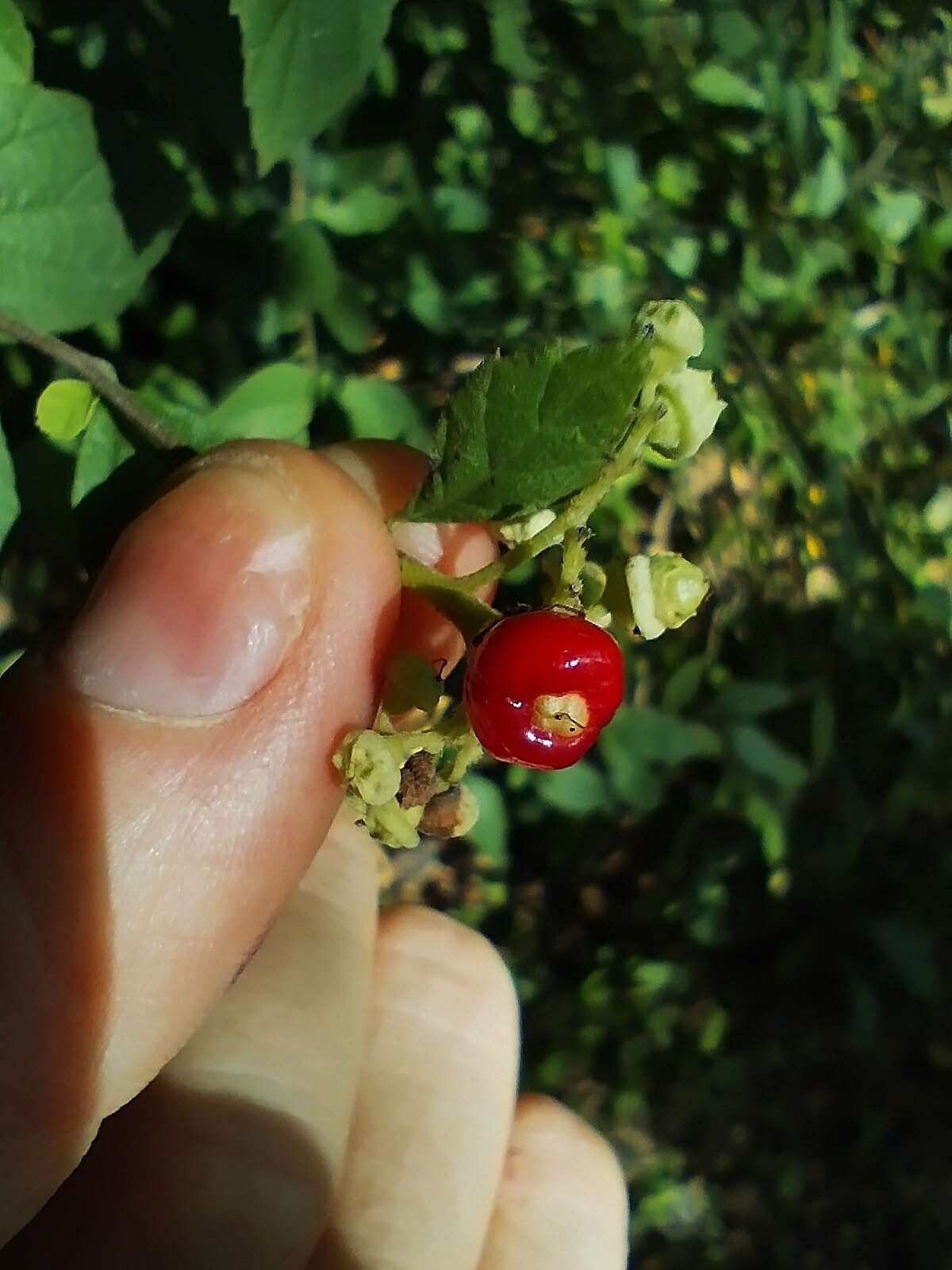 Image of black-sage