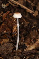 Leucoagaricus coerulescens (Peck) J. F. Liang, Zhu L. Yang & J. Xu 2010 resmi