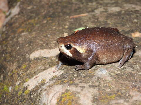 Image of Mozambique Rain Frog