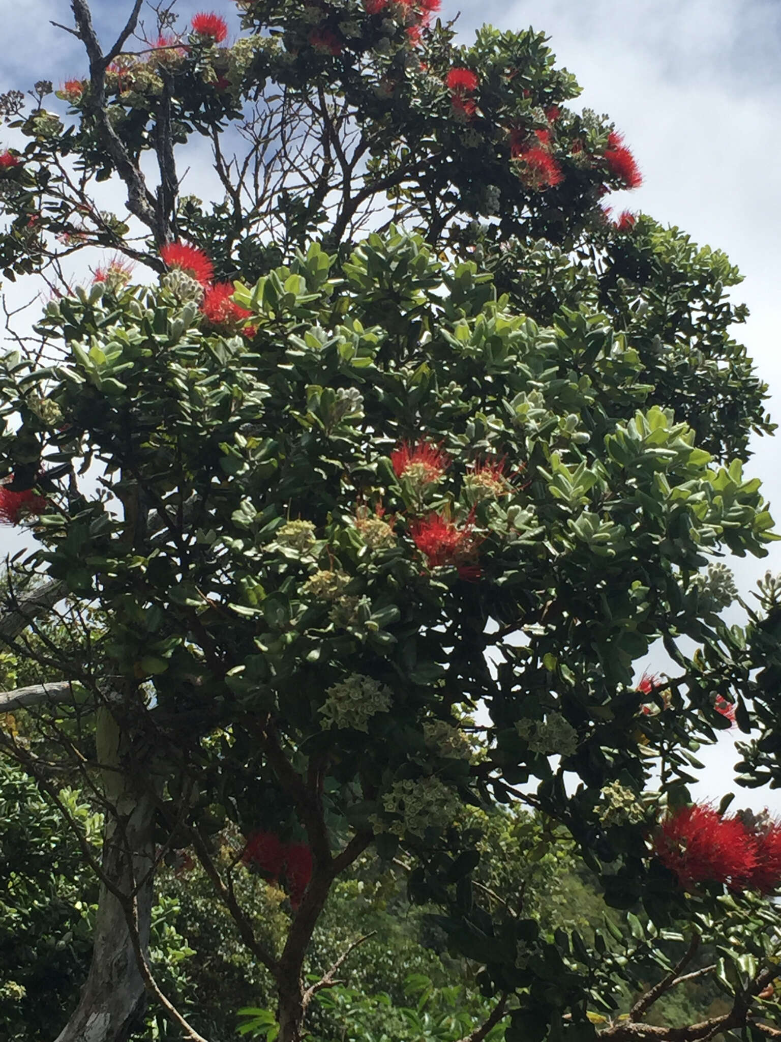 Image of 'ohi'a lehua