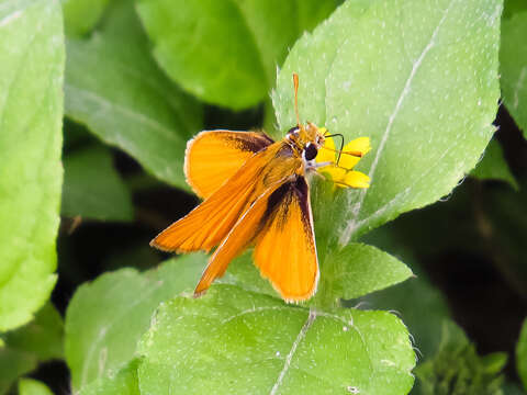 Image of Orange Skipperling