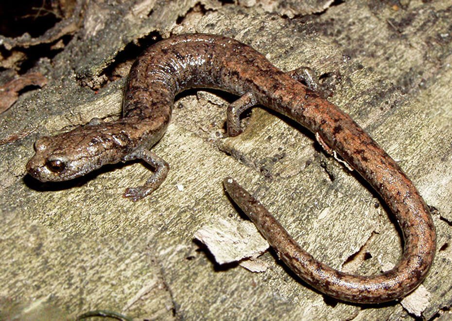 Image of Tehachapi Slender Salamander