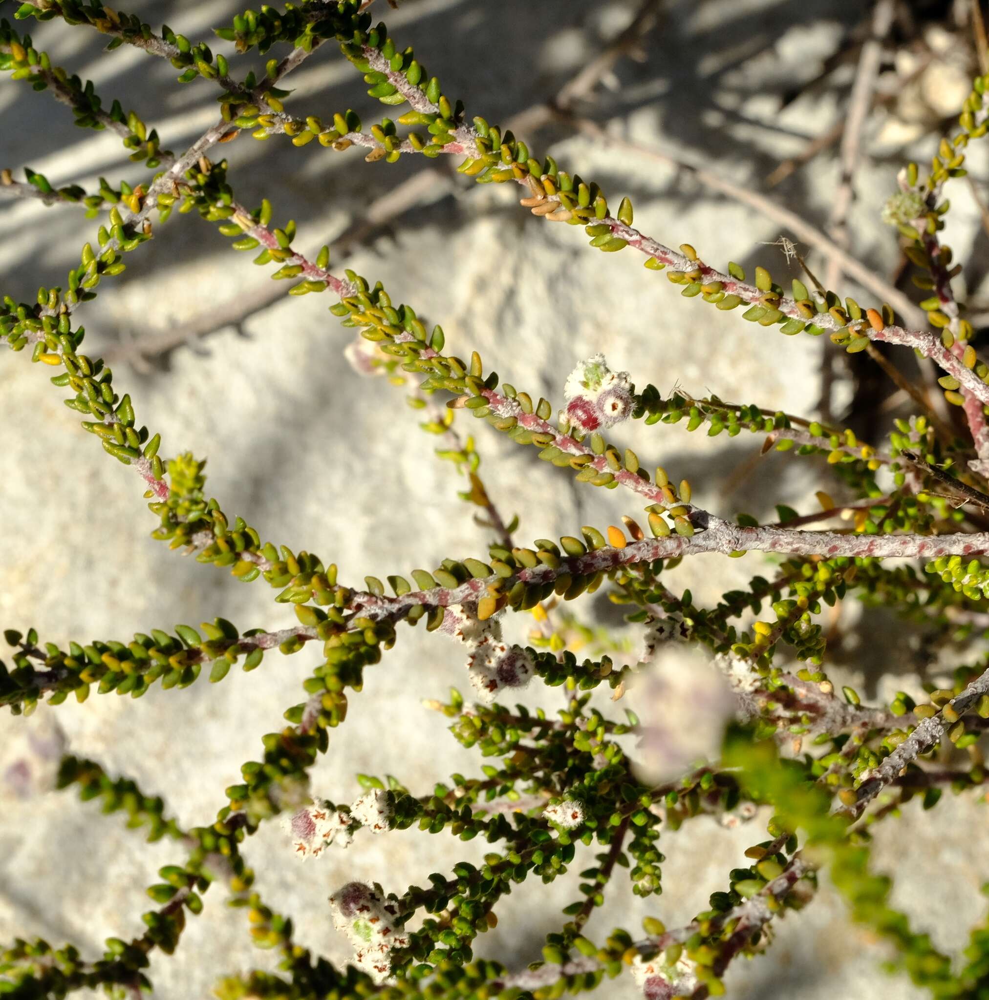 Image of Phylica incurvata Pillans