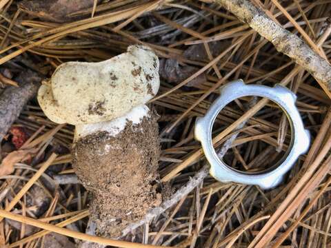 Image of Boletus subalpinus (Trappe & Thiers) Nuhn, Manfr. Binder, A. F. S. Taylor, Halling & Hibbett 2013