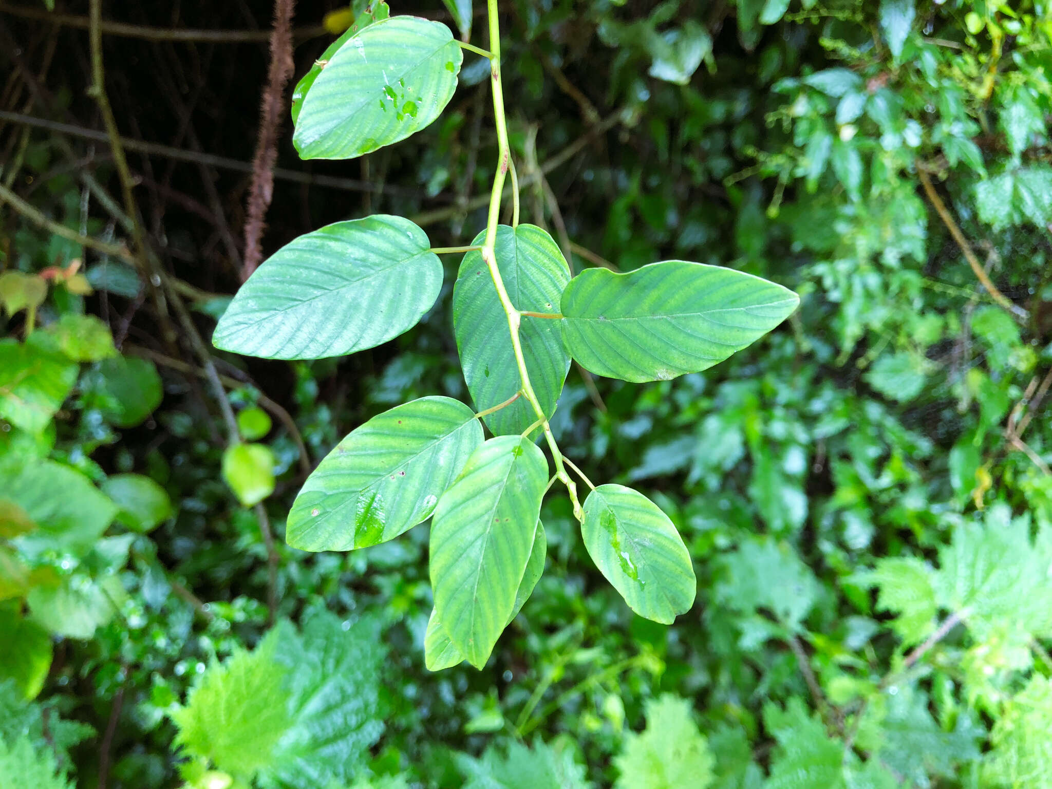 Sivun Berchemia formosana C. K. Schneid. kuva